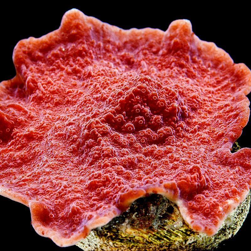 Corali Montipora cu polipi rosii - imagine 3